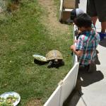 Tortoise_023 (June 17, 2017)